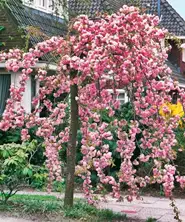 Arbori ornamentali Arbori ornamentali